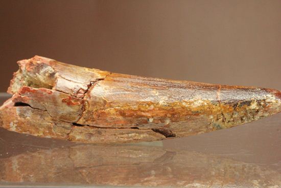 恐竜の歯をコレクションしはじめた方におすすめ!スピノサウルス歯化石(Spinosaurus)(その6)
