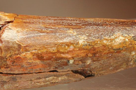 恐竜の歯をコレクションしはじめた方におすすめ!スピノサウルス歯化石(Spinosaurus)(その8)