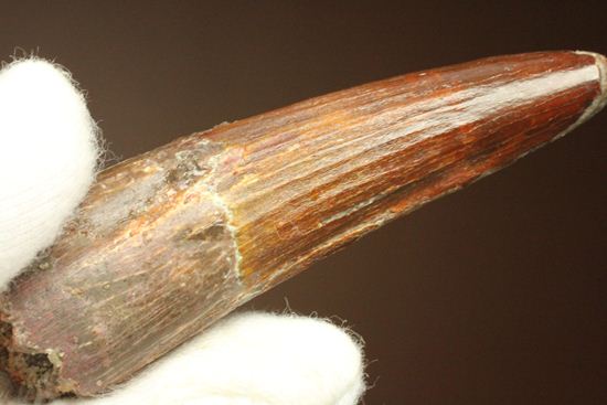 典型的モデルサイズ!スピノサウルス歯化石(Spinosaurus)(その10)