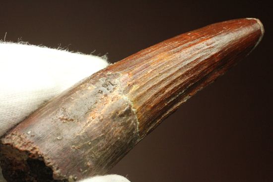 典型的モデルサイズ!スピノサウルス歯化石(Spinosaurus)(その11)