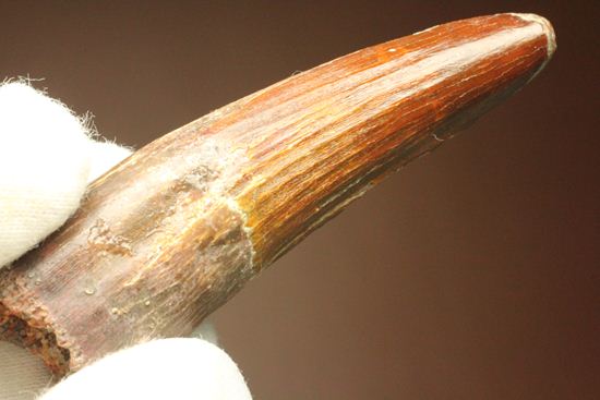 典型的モデルサイズ!スピノサウルス歯化石(Spinosaurus)(その16)
