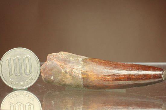 典型的モデルサイズ!スピノサウルス歯化石(Spinosaurus)(その17)