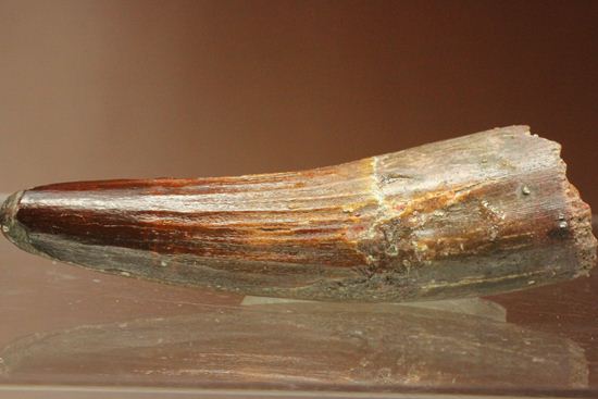 典型的モデルサイズ!スピノサウルス歯化石(Spinosaurus)(その18)
