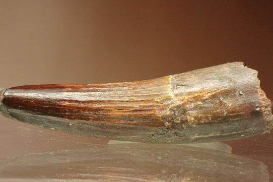 典型的モデルサイズ!スピノサウルス歯化石(Spinosaurus)(その2)
