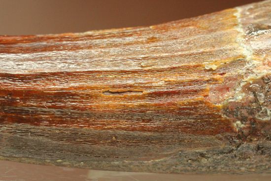 典型的モデルサイズ!スピノサウルス歯化石(Spinosaurus)(その6)