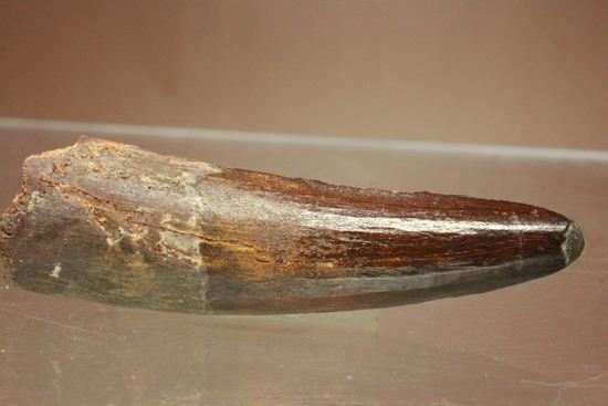 典型的モデルサイズ!スピノサウルス歯化石(Spinosaurus)(その8)