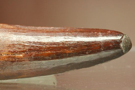 典型的モデルサイズ!スピノサウルス歯化石(Spinosaurus)(その9)