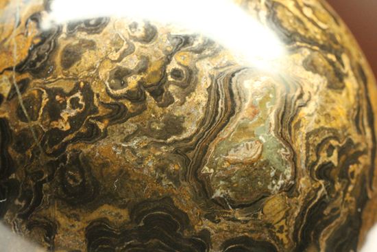 地球に酸素を大量提供したと、どうして言えるの？生きた化石こと、ストロマトライト445ｇＢＩＧサイズ(Stromatolite)（その12）