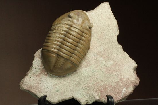 どの角度に置いても動きの出る三葉虫！ロシア産アサフス・レピドゥルス(Asaphus lepidurus)（その1）