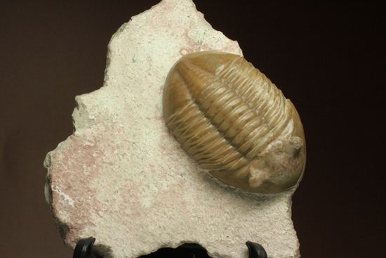 どの角度に置いても動きの出る三葉虫!ロシア産アサフス・レピドゥルス(Asaphus lepidurus)(その10)