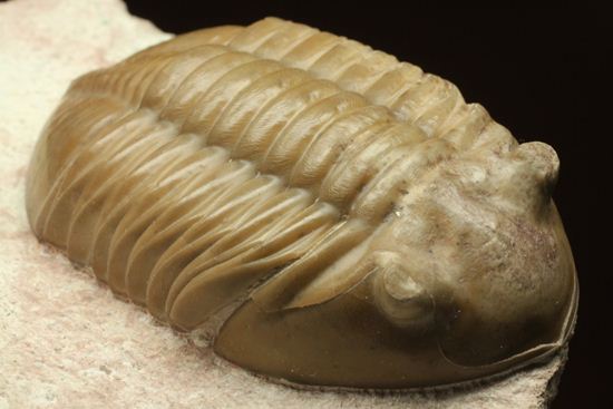 どの角度に置いても動きの出る三葉虫!ロシア産アサフス・レピドゥルス(Asaphus lepidurus)(その11)