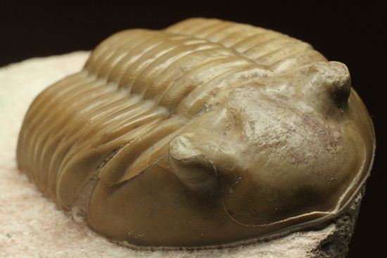 どの角度に置いても動きの出る三葉虫!ロシア産アサフス・レピドゥルス(Asaphus lepidurus)(その12)