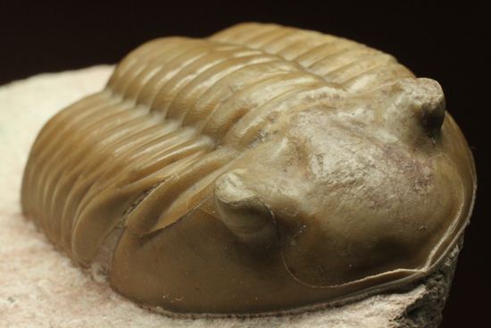 どの角度に置いても動きの出る三葉虫！ロシア産アサフス・レピドゥルス(Asaphus lepidurus)（その12）