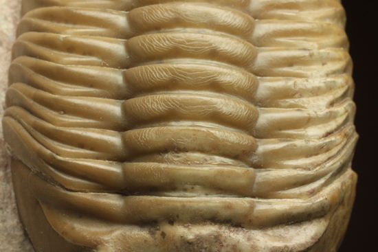 どの角度に置いても動きの出る三葉虫!ロシア産アサフス・レピドゥルス(Asaphus lepidurus)(その13)