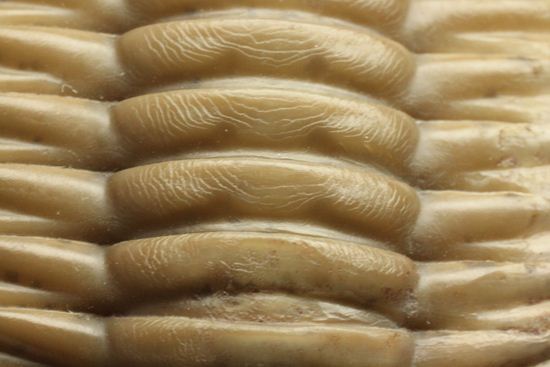 どの角度に置いても動きの出る三葉虫!ロシア産アサフス・レピドゥルス(Asaphus lepidurus)(その15)