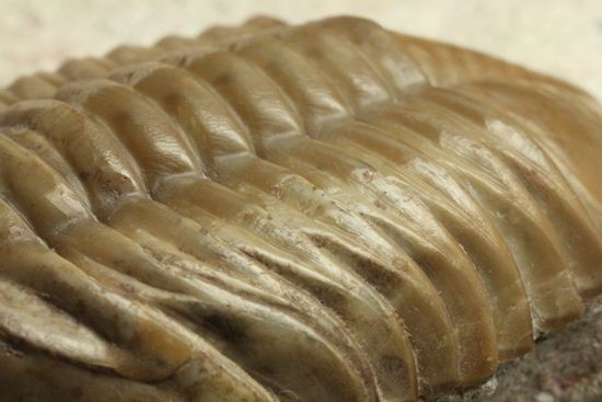 どの角度に置いても動きの出る三葉虫!ロシア産アサフス・レピドゥルス(Asaphus lepidurus)(その16)