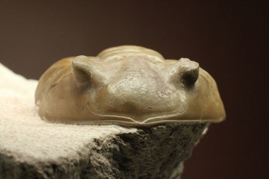 どの角度に置いても動きの出る三葉虫!ロシア産アサフス・レピドゥルス(Asaphus lepidurus)(その17)