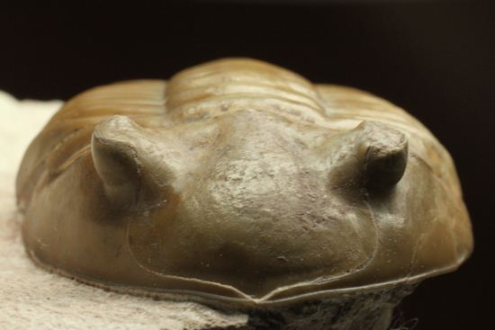 どの角度に置いても動きの出る三葉虫!ロシア産アサフス・レピドゥルス(Asaphus lepidurus)(その18)