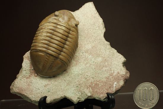 どの角度に置いても動きの出る三葉虫!ロシア産アサフス・レピドゥルス(Asaphus lepidurus)(その19)
