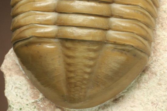 どの角度に置いても動きの出る三葉虫!ロシア産アサフス・レピドゥルス(Asaphus lepidurus)(その2)