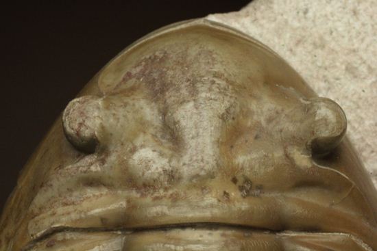 どの角度に置いても動きの出る三葉虫!ロシア産アサフス・レピドゥルス(Asaphus lepidurus)(その4)