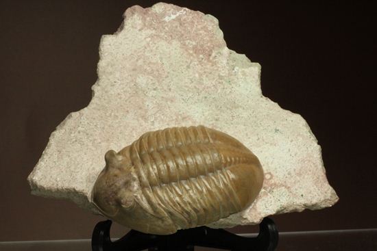 どの角度に置いても動きの出る三葉虫!ロシア産アサフス・レピドゥルス(Asaphus lepidurus)(その5)