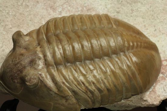 どの角度に置いても動きの出る三葉虫!ロシア産アサフス・レピドゥルス(Asaphus lepidurus)(その6)