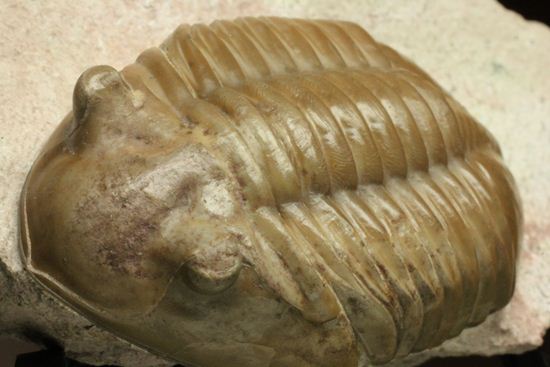 どの角度に置いても動きの出る三葉虫!ロシア産アサフス・レピドゥルス(Asaphus lepidurus)(その7)