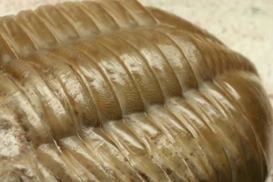 どの角度に置いても動きの出る三葉虫!ロシア産アサフス・レピドゥルス(Asaphus lepidurus)(その8)