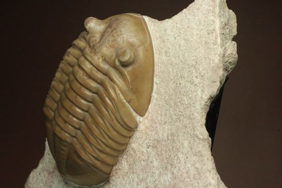 どの角度に置いても動きの出る三葉虫!ロシア産アサフス・レピドゥルス(Asaphus lepidurus)(その9)