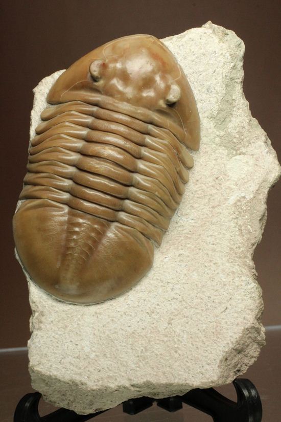 状態よくて「照り」がでちゃいました!7.7cm大ぶりロシアン三葉虫アサフス・レピドゥルス(その1)