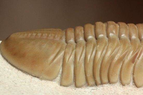状態よくて「照り」がでちゃいました!7.7cm大ぶりロシアン三葉虫アサフス・レピドゥルス(その10)