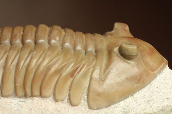 状態よくて「照り」がでちゃいました!7.7cm大ぶりロシアン三葉虫アサフス・レピドゥルス(その11)