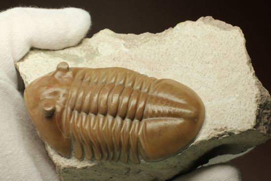 状態よくて「照り」がでちゃいました!7.7cm大ぶりロシアン三葉虫アサフス・レピドゥルス(その12)