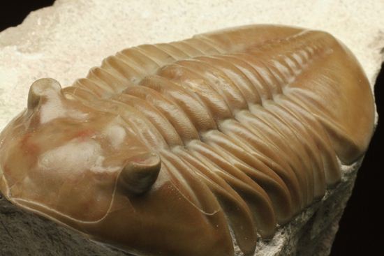 状態よくて「照り」がでちゃいました!7.7cm大ぶりロシアン三葉虫アサフス・レピドゥルス(その13)