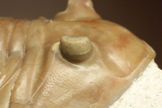 状態よくて「照り」がでちゃいました!7.7cm大ぶりロシアン三葉虫アサフス・レピドゥルス(その14)