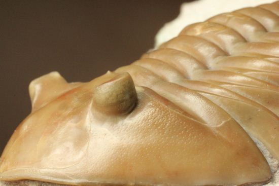 状態よくて「照り」がでちゃいました!7.7cm大ぶりロシアン三葉虫アサフス・レピドゥルス(その15)
