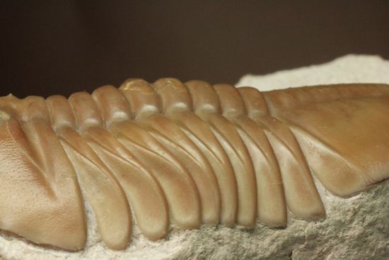 状態よくて「照り」がでちゃいました!7.7cm大ぶりロシアン三葉虫アサフス・レピドゥルス(その16)