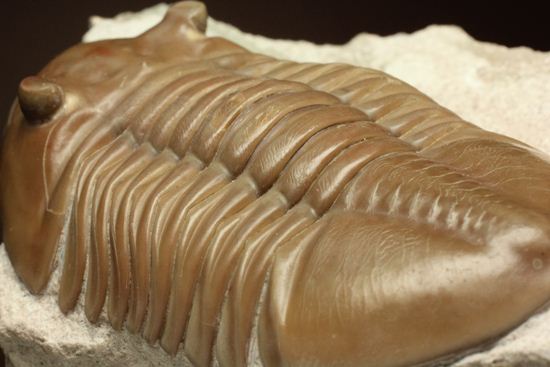 状態よくて「照り」がでちゃいました!7.7cm大ぶりロシアン三葉虫アサフス・レピドゥルス(その18)