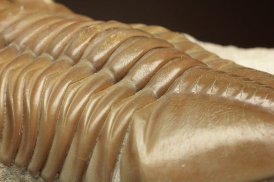 状態よくて「照り」がでちゃいました!7.7cm大ぶりロシアン三葉虫アサフス・レピドゥルス(その19)