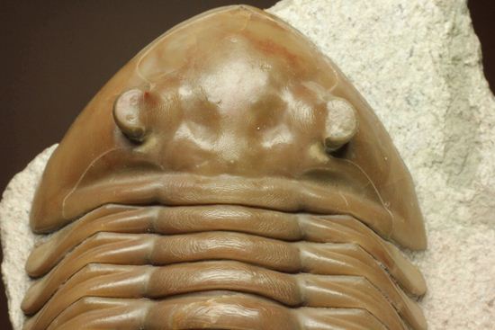 状態よくて「照り」がでちゃいました!7.7cm大ぶりロシアン三葉虫アサフス・レピドゥルス(その2)