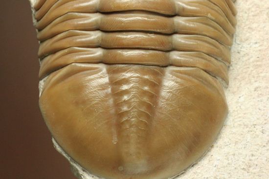 状態よくて「照り」がでちゃいました!7.7cm大ぶりロシアン三葉虫アサフス・レピドゥルス(その4)