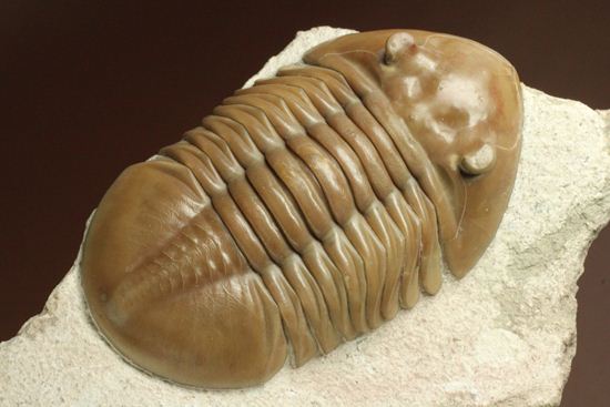 状態よくて「照り」がでちゃいました!7.7cm大ぶりロシアン三葉虫アサフス・レピドゥルス(その5)