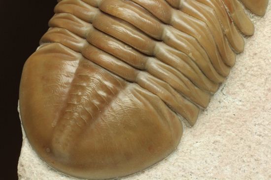 状態よくて「照り」がでちゃいました!7.7cm大ぶりロシアン三葉虫アサフス・レピドゥルス(その6)