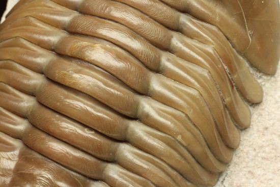 状態よくて「照り」がでちゃいました!7.7cm大ぶりロシアン三葉虫アサフス・レピドゥルス(その7)