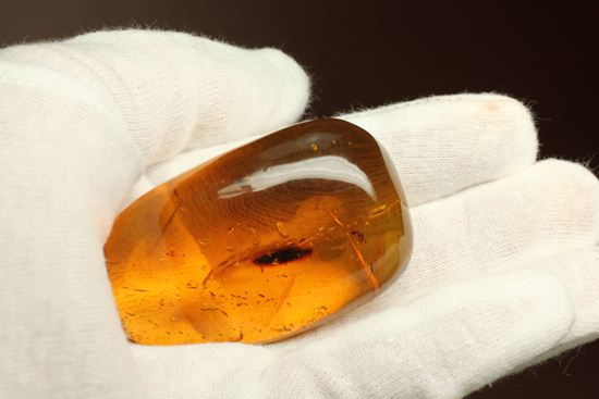 あのジュラシックパークで取り上げられたドミニカ産!手のひらサイズ大迫力虫入り琥珀(Amber)(その11)