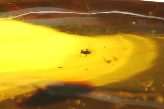 あのジュラシックパークで取り上げられたドミニカ産!手のひらサイズ大迫力虫入り琥珀(Amber)(その12)
