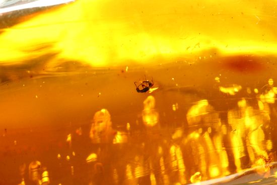 あのジュラシックパークで取り上げられたドミニカ産!手のひらサイズ大迫力虫入り琥珀(Amber)(その2)