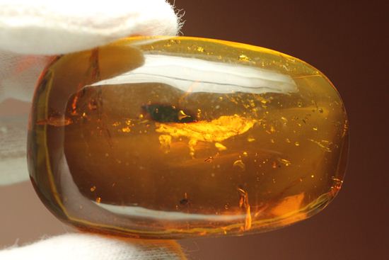 あのジュラシックパークで取り上げられたドミニカ産!手のひらサイズ大迫力虫入り琥珀(Amber)(その7)