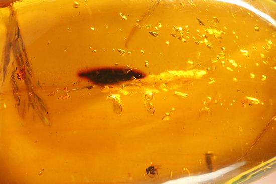 あのジュラシックパークで取り上げられたドミニカ産!手のひらサイズ大迫力虫入り琥珀(Amber)(その8)